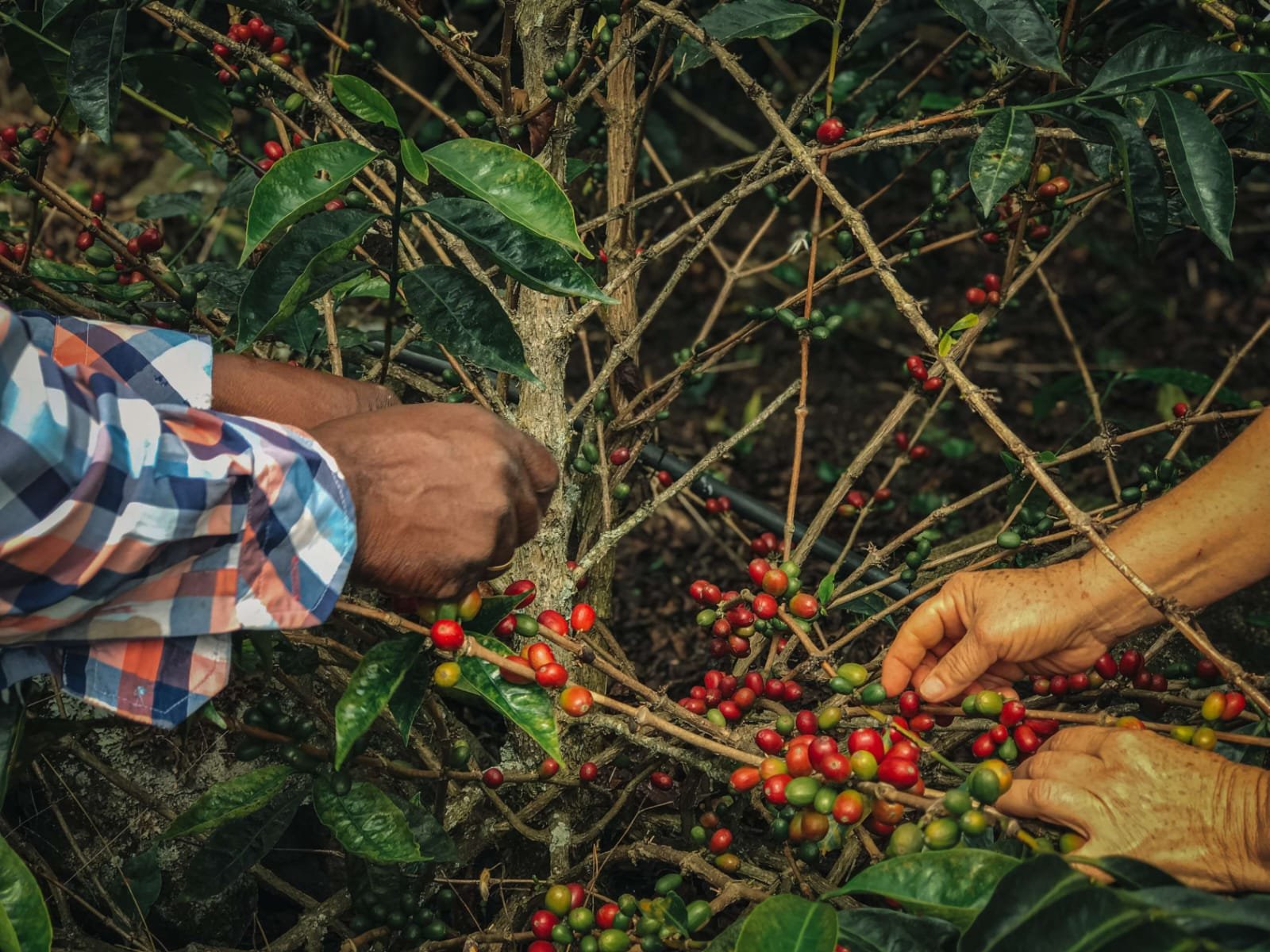 Imagen de WhatsApp 2025-07-15 a las 20.00.04_f91bd34b